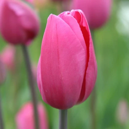Tulipán Don Quichotte - Tulipa - cibule tulipánu - 3 ks
