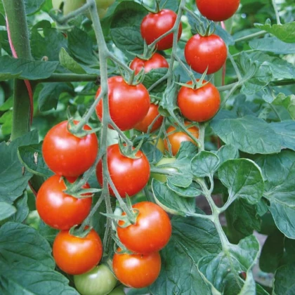 Rajče Bejbino F1 - Solanum lycopersicum - semena rajčete - 7 ks