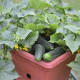 Okurka salátová do květináče Bush Champion - Cucumis sativus - semena okurky - 8 ks