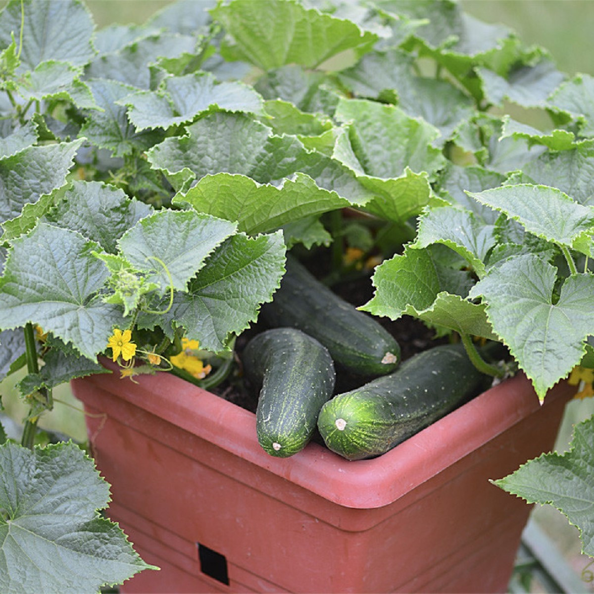 Okurka salátová do květináče Bush Champion - Cucumis sativus - semena okurky - 8 ks