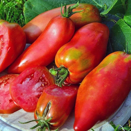 Rajče Andenhorn Andine Cornue - Solanum lycopersicum - semena rajčete - 10 ks