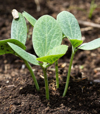 Tykev fíkolistá k roubování - Cucurbita ficifolia - semena tykve - 10 ks
