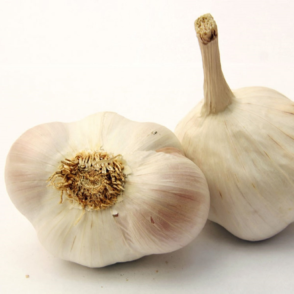 Sadbový česnek Japo II - Allium sativum - nepaličák - cibule česneku - 1 balení
