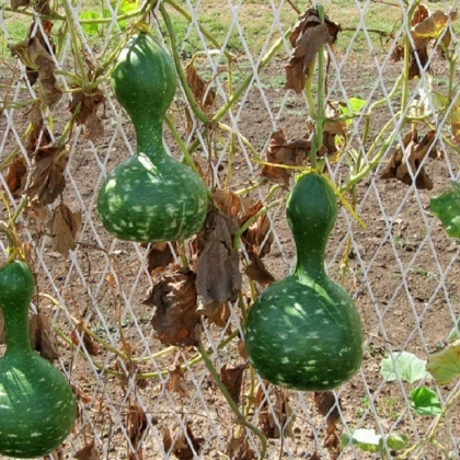 Tykev okrasná Indonesian Bottle - Cucurbita pepo - semena tykve - 8 ks