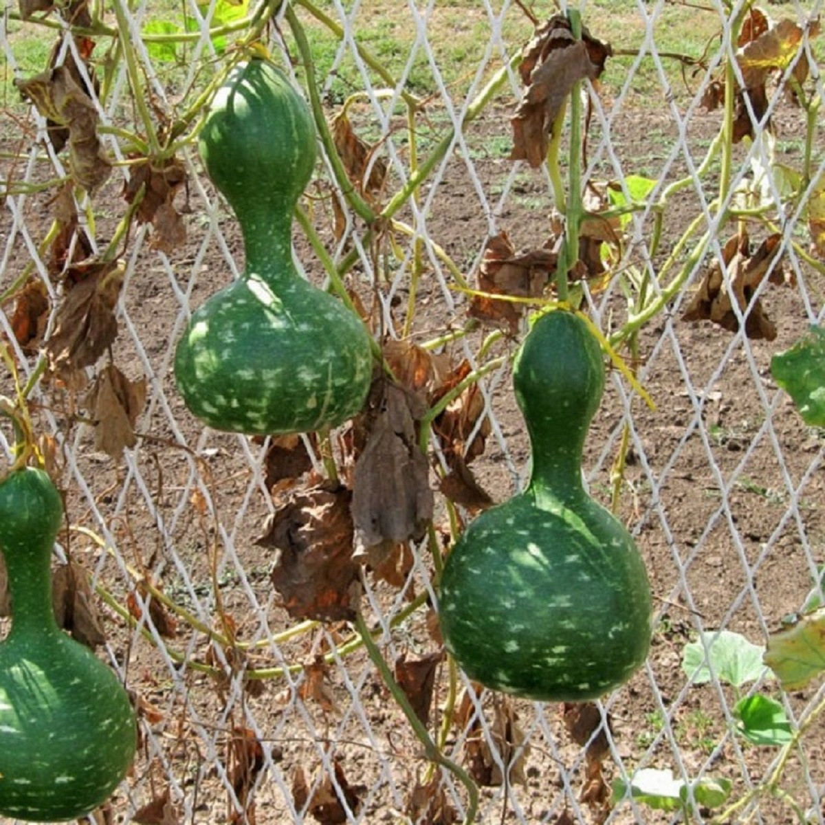 Tykev okrasná Indonesian Bottle - Cucurbita pepo - semena tykve - 8 ks