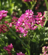 Limonka chobotnatá QIS Lavender - Limonium sinuatum - semena limonky - 30 ks