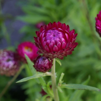 Smil listenatý Purple - Helichrysum bracteatum - semena smilu - 300 ks