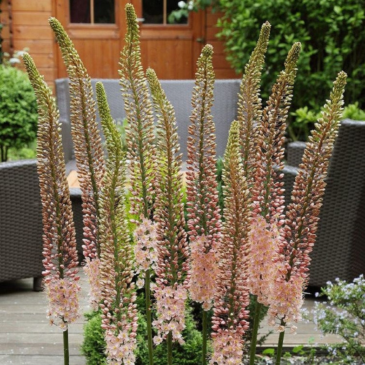 Liliochvostec Romance - Eremurus - hlízy liliochvostce - 1 ks