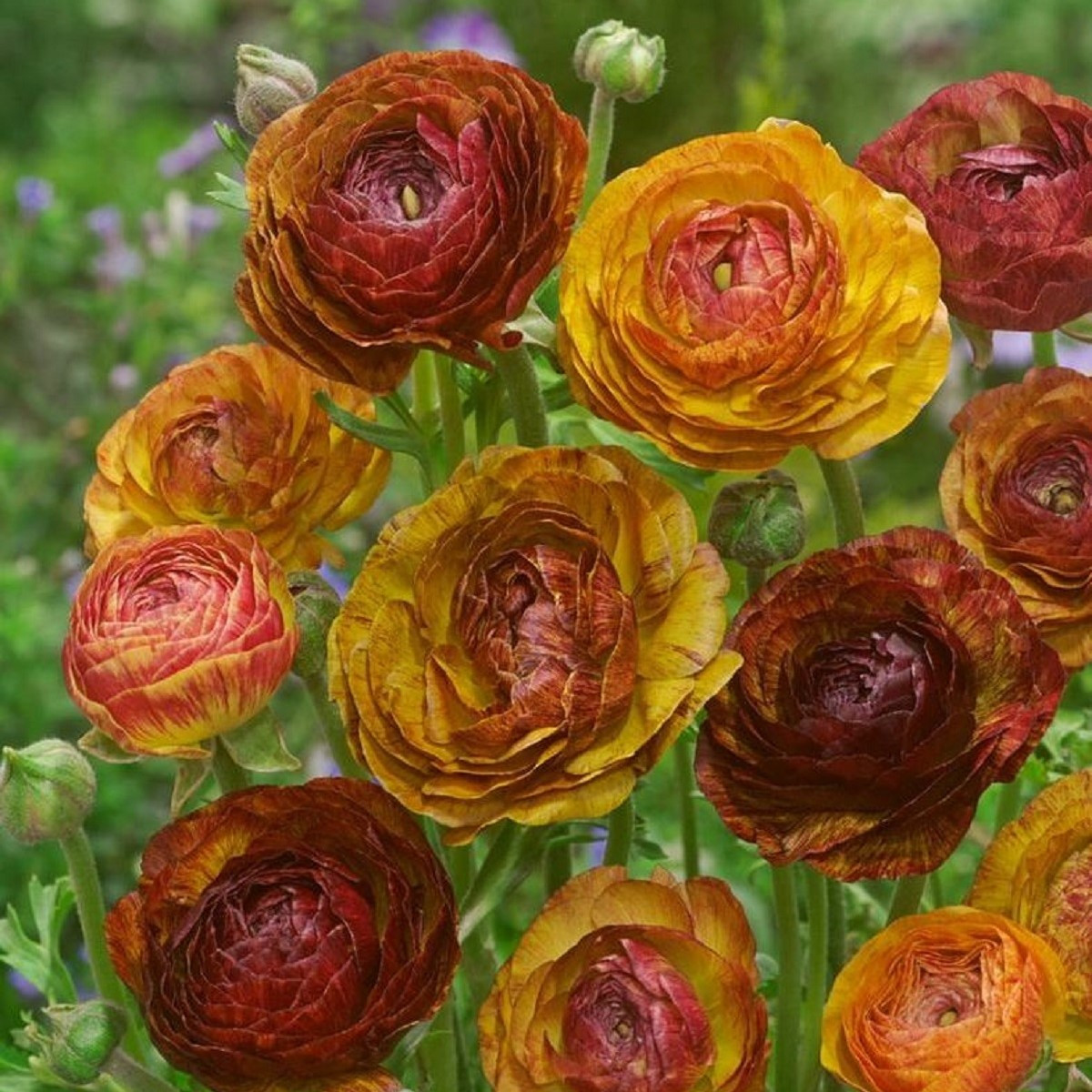 Pryskyřník plnokvětý Picotee café - Ranunculus asiaticus - hlízy pryskyřníku - 3 ks