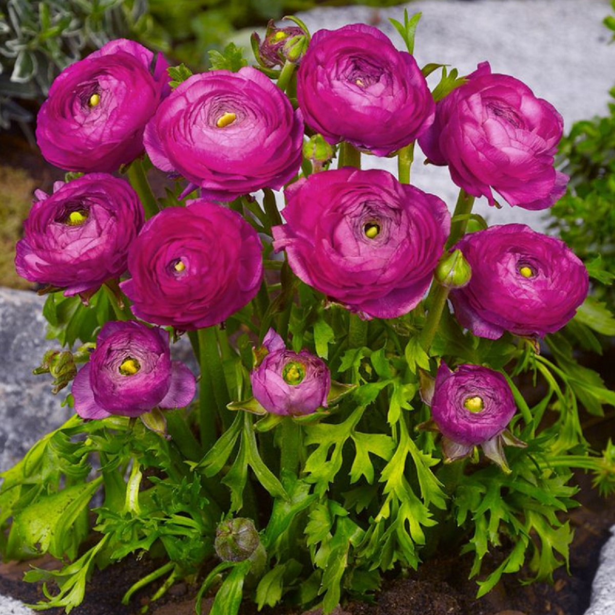 Pryskyřník plnokvětý fialový - Ranunculus asiaticus - hlízy pryskyřníku - 3 ks