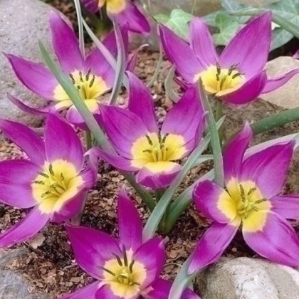 Tulipán Eastern Star pulchella - Tulipa - cibule tulipánu - 3 ks