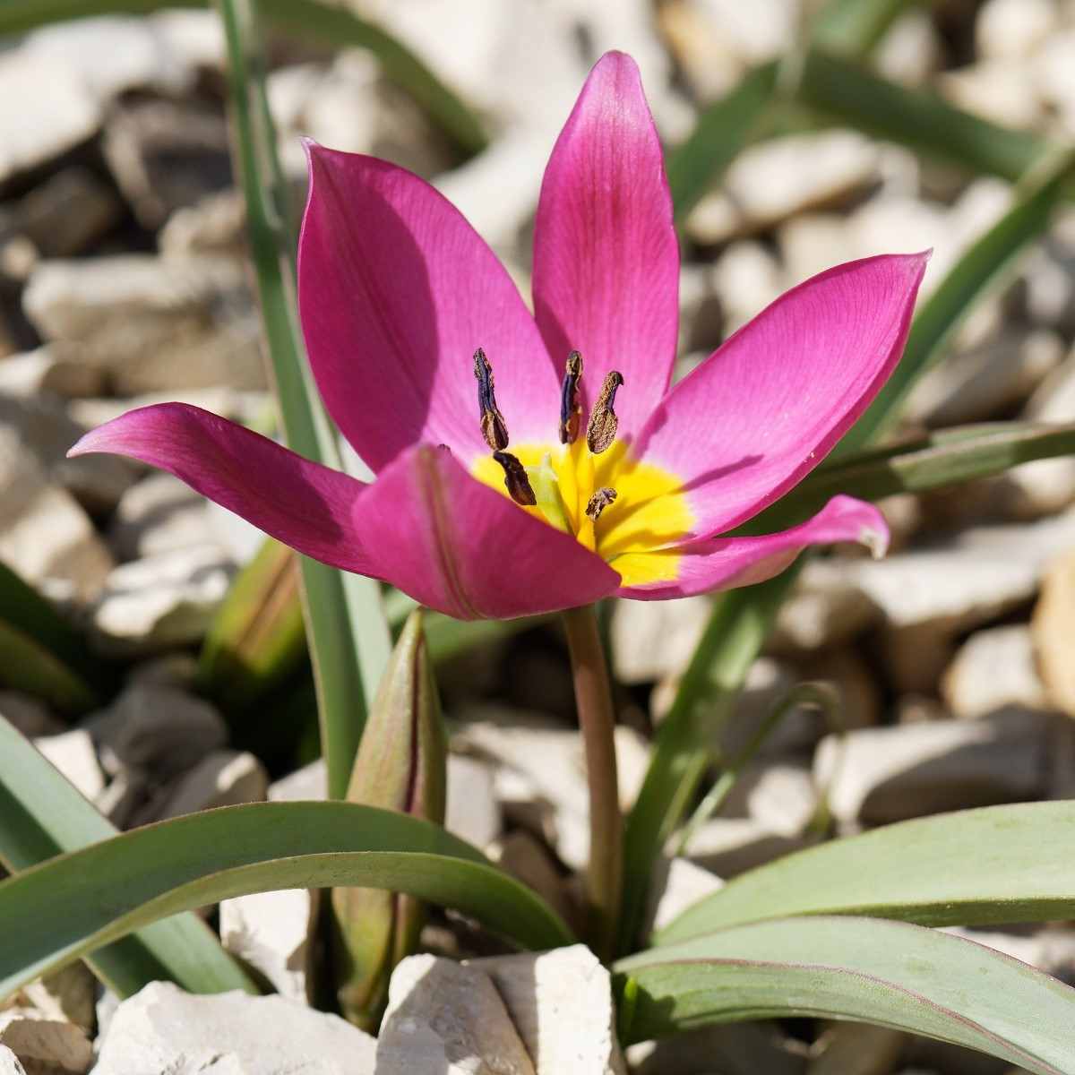 Tulipán Eastern Star pulchella - Tulipa - cibule tulipánu - 3 ks