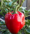Paprika Roberta F1 - Capsicum annuum - semena papriky - 6 ks