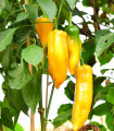 BIO Paprika Palladio F1 - Capsicum annuum - bio semena papriky - 5 ks