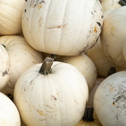 Тиква Moonshine F1 – Cucurbita pepo – семена от тиква – 12 бр.