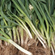Pór zimní Titus - Allium porrum - semena póru - 200 ks