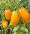 BIO Rajče Banana Legs - Solanum lycopersicum - bio semena rajčete - 7 ks