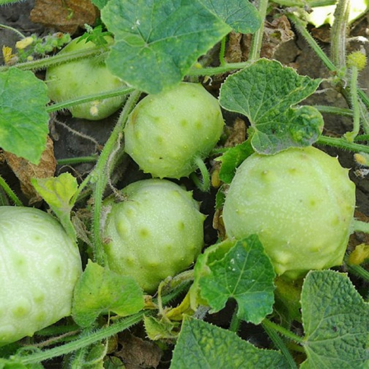 Kiwano Jelly Rund - Cucumis metuliferus - semena kiwana - 8 ks