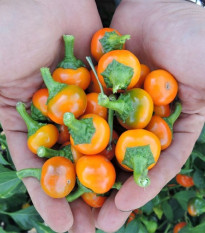 Оранжево чили „Корал“ – Capsicum annuum – семена от чили – 15 бр.