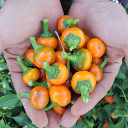 Оранжево чили „Корал“ – Capsicum annuum – семена от чили – 15 бр.