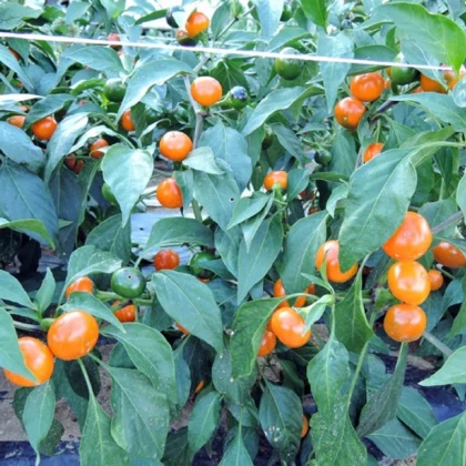 Оранжево чили „Корал“ – Capsicum annuum – семена от чили – 15 бр.