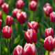 Лале Canasta – Tulipa – лалета – луковици – отглеждане