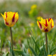 Лале Вашингтон – Tulipa – лалета – луковици – отглеждане