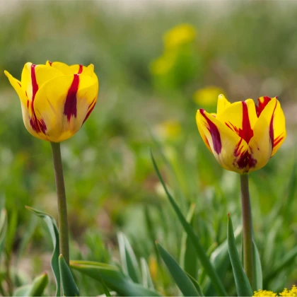 Лале Вашингтон – Tulipa – лалета – луковици – отглеждане
