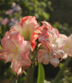 Hvězdník Aphrodite - Hippeastrum - cibule hvězdníku - 1 ks
