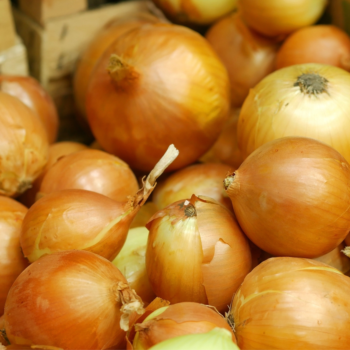 Cibule sazečka Senshyu Yellow - Allium cepa - cibulky - 50 ks