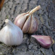 Чесън за засаждане „Русинка“ – Allium sativum – твърдостебелен – 1 опаковка