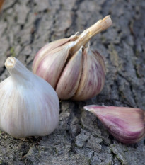 Чесън за засаждане „Русинка“ – Allium sativum – твърдостебелен – 1 опаковка