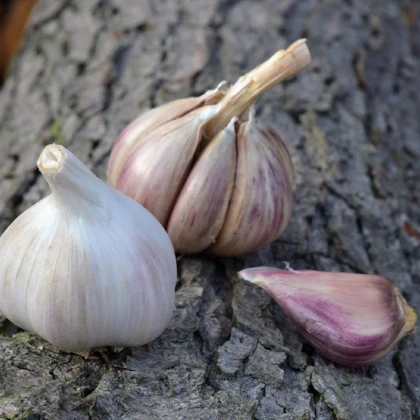 Чесън за засаждане „Русинка“ – Allium sativum – твърдостебелен – 1 опаковка