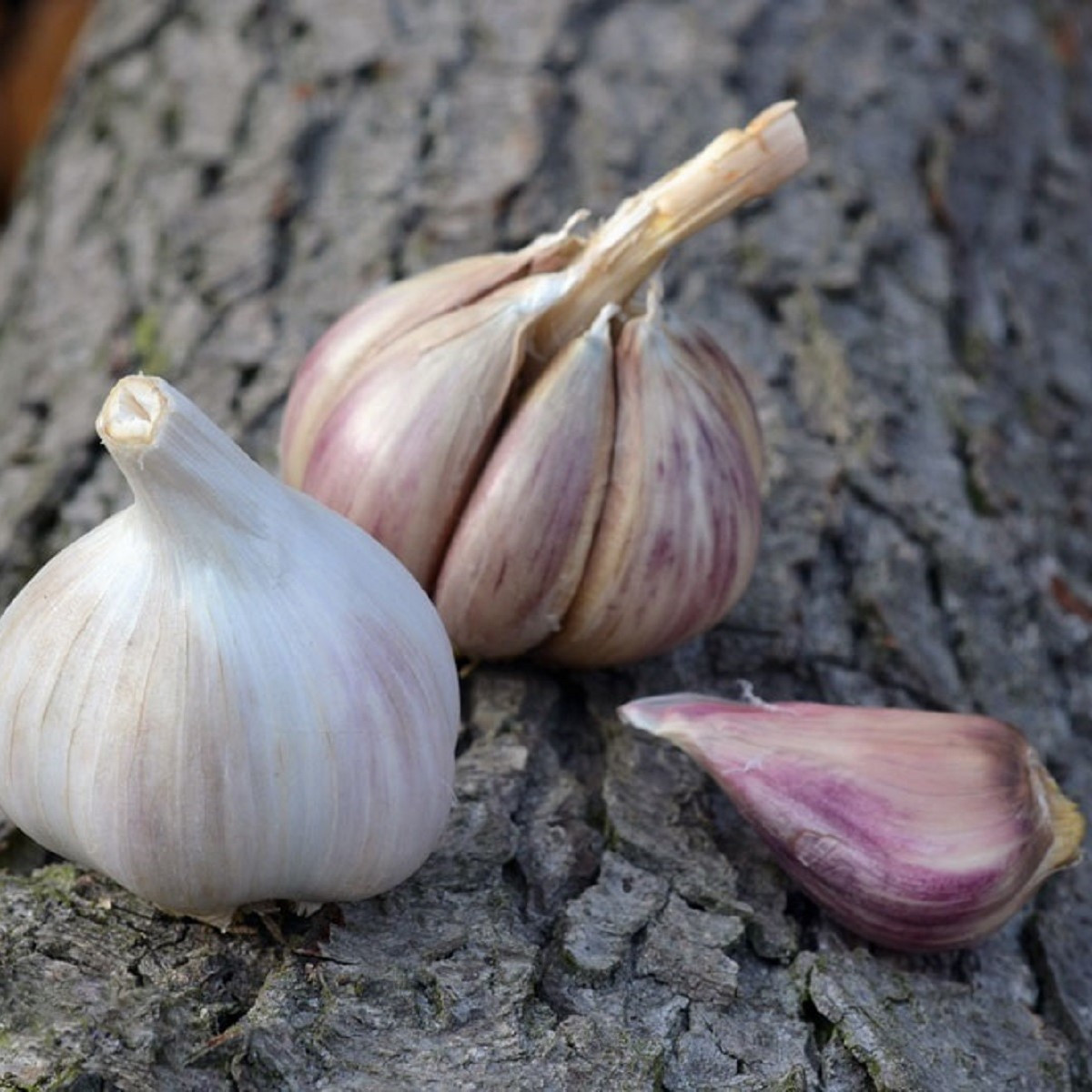 Чесън за засаждане „Русинка“ – Allium sativum – твърдостебелен – 1 опаковка
