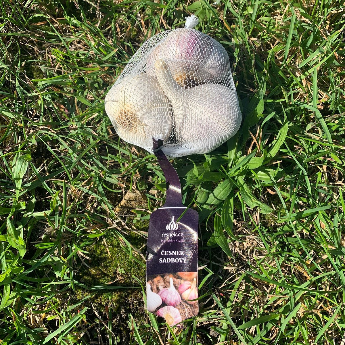 Чесън за засаждане „Русинка“ – Allium sativum – твърдостебелен – 1 опаковка