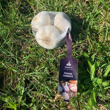 Чесън за засаждане „Лукан“ – Allium sativum – без стъбло – чеснови глави – 1 опаковка