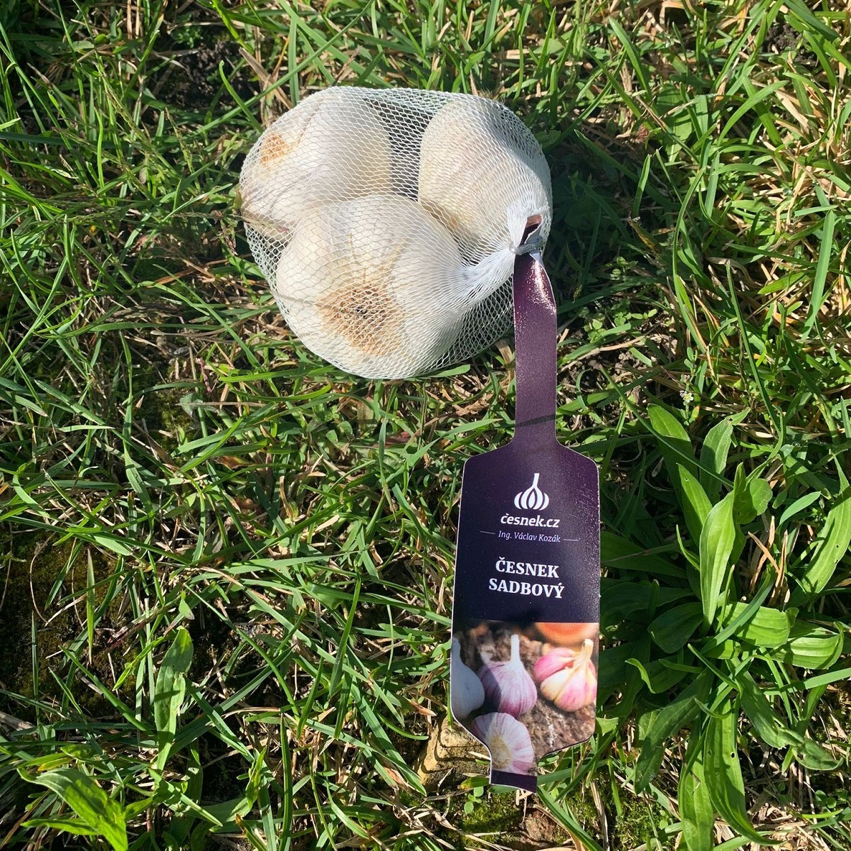 Чесън за засаждане „Лукан“ – Allium sativum – без стъбло – чеснови глави – 1 опаковка