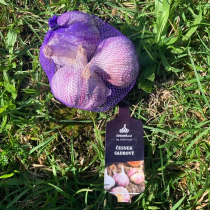 Садов чесън Slavin II - Allium sativum - твърд - 1 опаковка