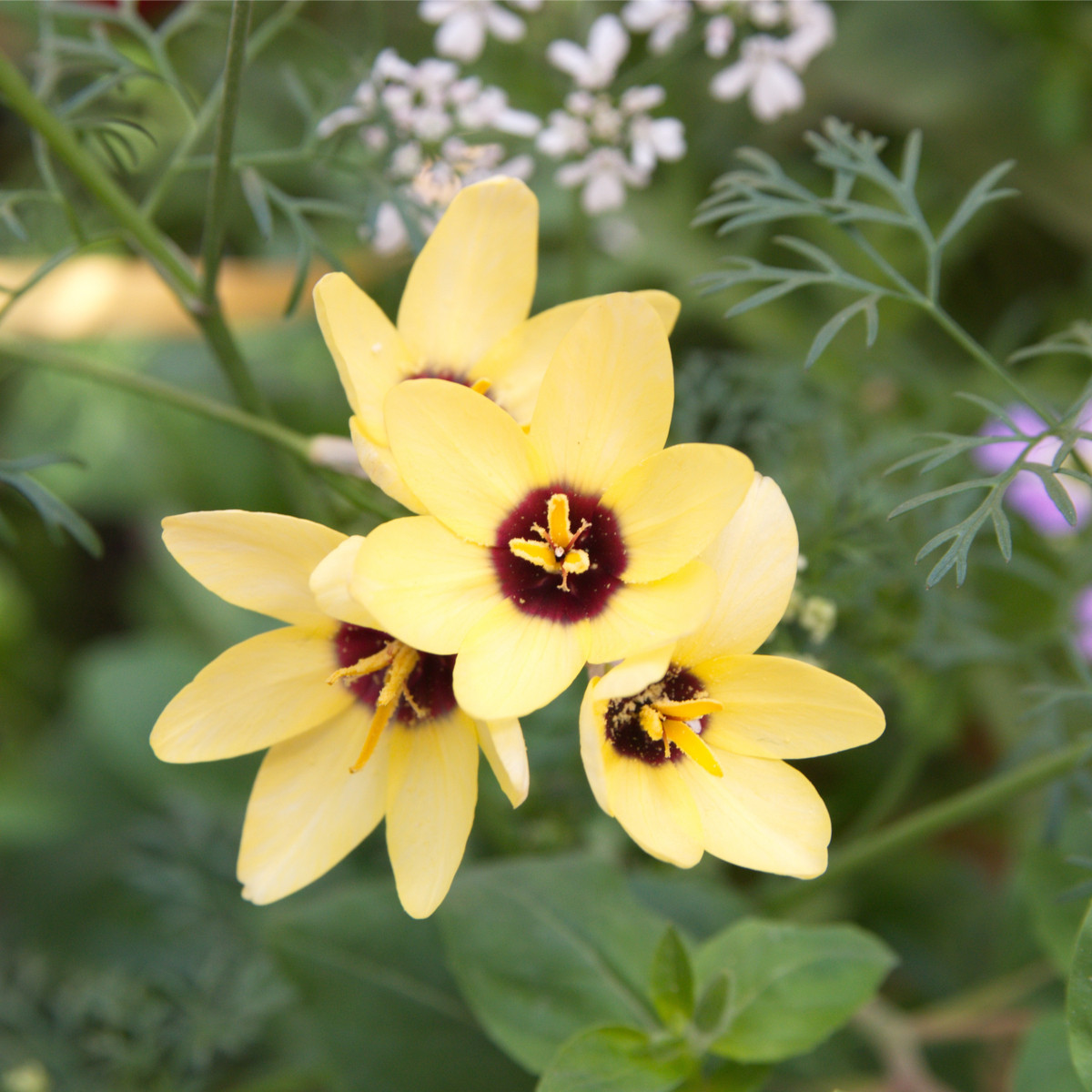 Duhovice Yellow Emperor – Ixias – hlízy – pěstování