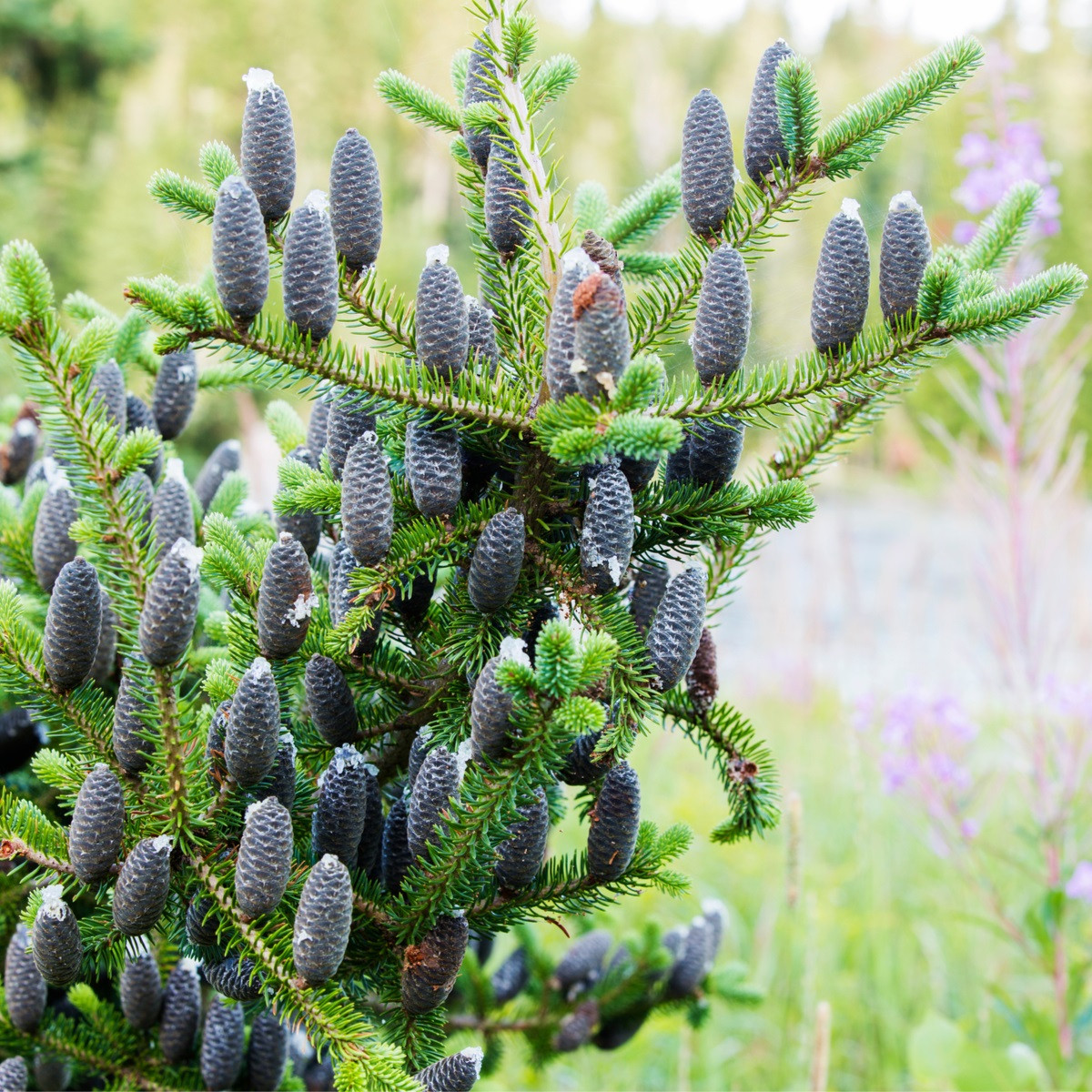 Jedle balzámová - Abies balsamea - semena jedle - 7 ks