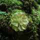 Tučnice obecná - Pinguicula vulgaris - semena tučnice - 10 ks