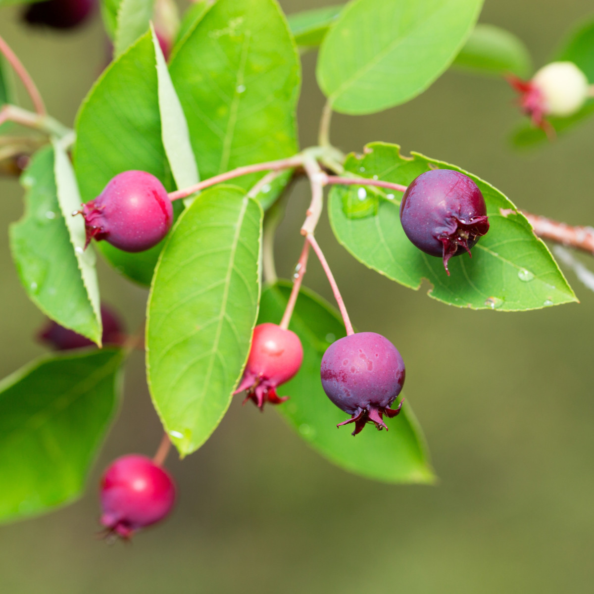 Muchovník kanadský - Amelanchier canadensis - semena muchovníku - 10 ks