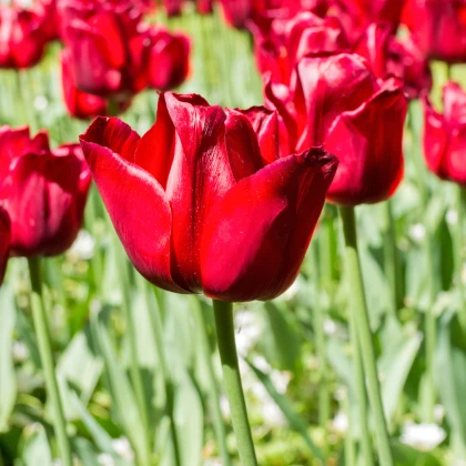 Tulipán Ile De France - Tulipa - cibule tulipánu - 3 ks