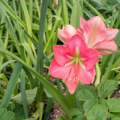 Hvězdník Susan - Hippeastrum - cibule hvězdníku - 1 ks