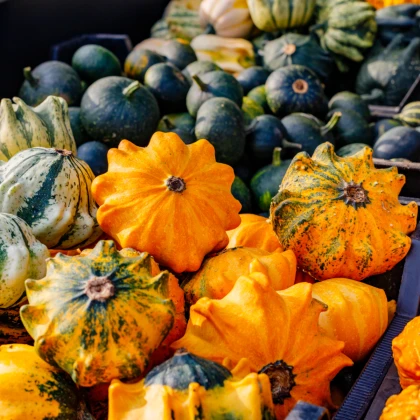 Tykvičky okrasné Koruna směs - Cucurbita pepo - semena tykve - 40 ks