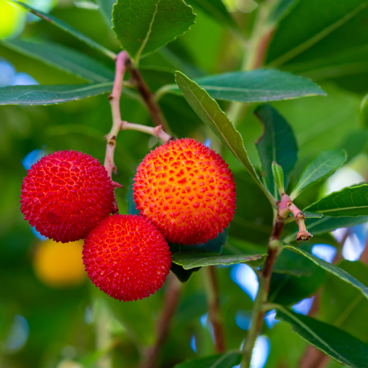 Jahodový strom - Planika obecná - Arbutus unedo - semena jahodového stromu - 5 ks