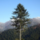 Jedle bělokorá - Abies alba - semena jedle - 7 ks