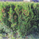 Tis červený – Taxus baccata – semena jehličnatých dřevin