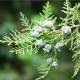 Туя ориенталис - Platycladus orientalis - семена туя - 20 бр.