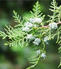 Туя ориенталис - Platycladus orientalis - семена туя - 20 бр.
